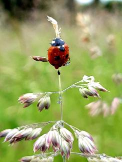 Ladybird 