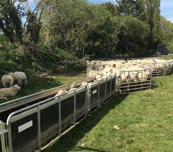 Sheep handling race 