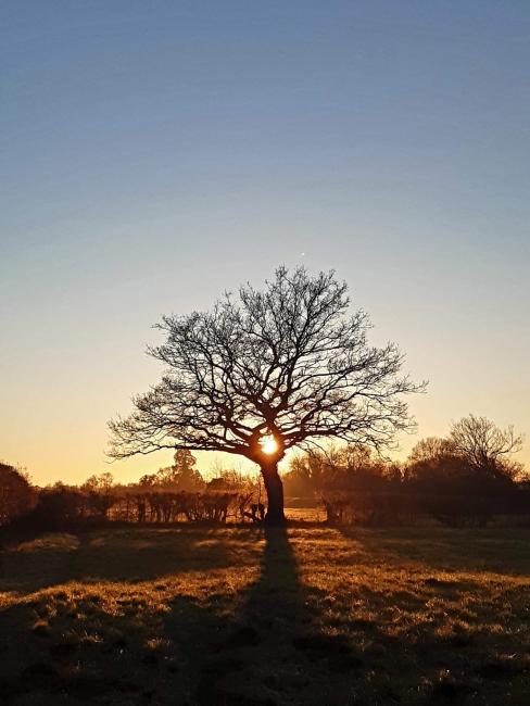 Tree in field