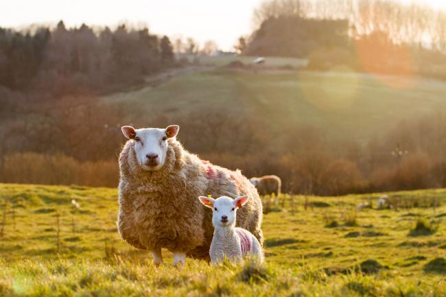 Sheep and lamb