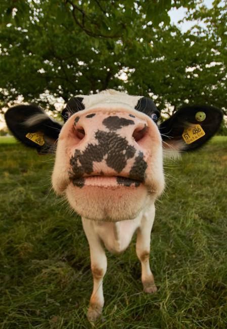 Cow